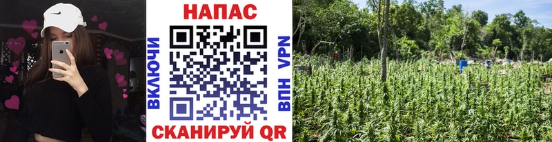 Конопля Ganja  Липецк 